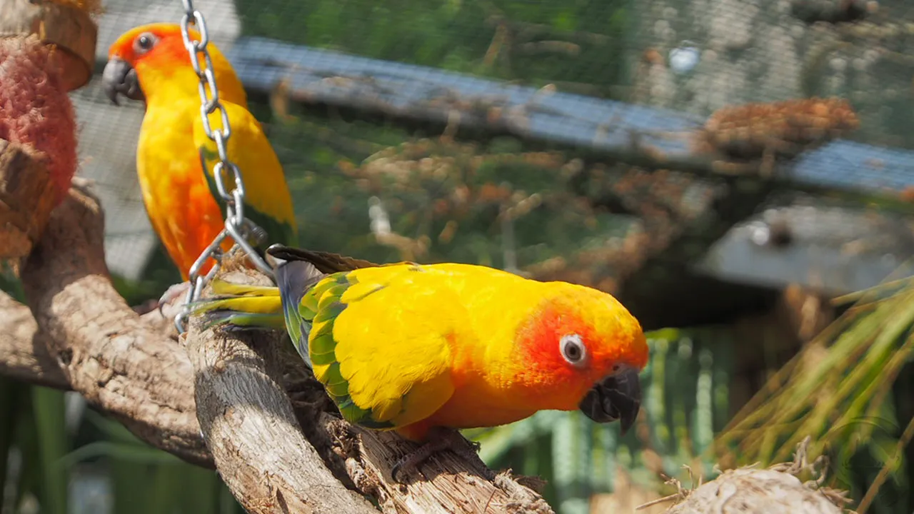 Sonnensittiche Kalle und Freddi...