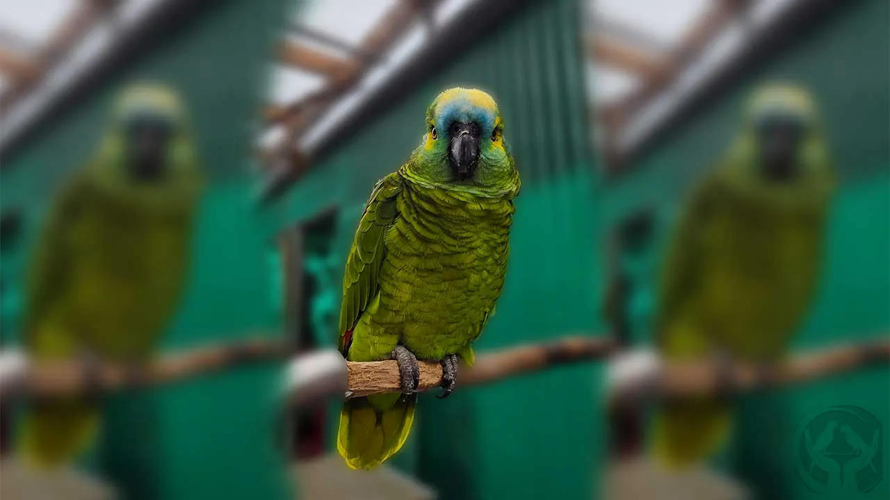 Mumpel Blaustirnamazone (Amazona aestiva)