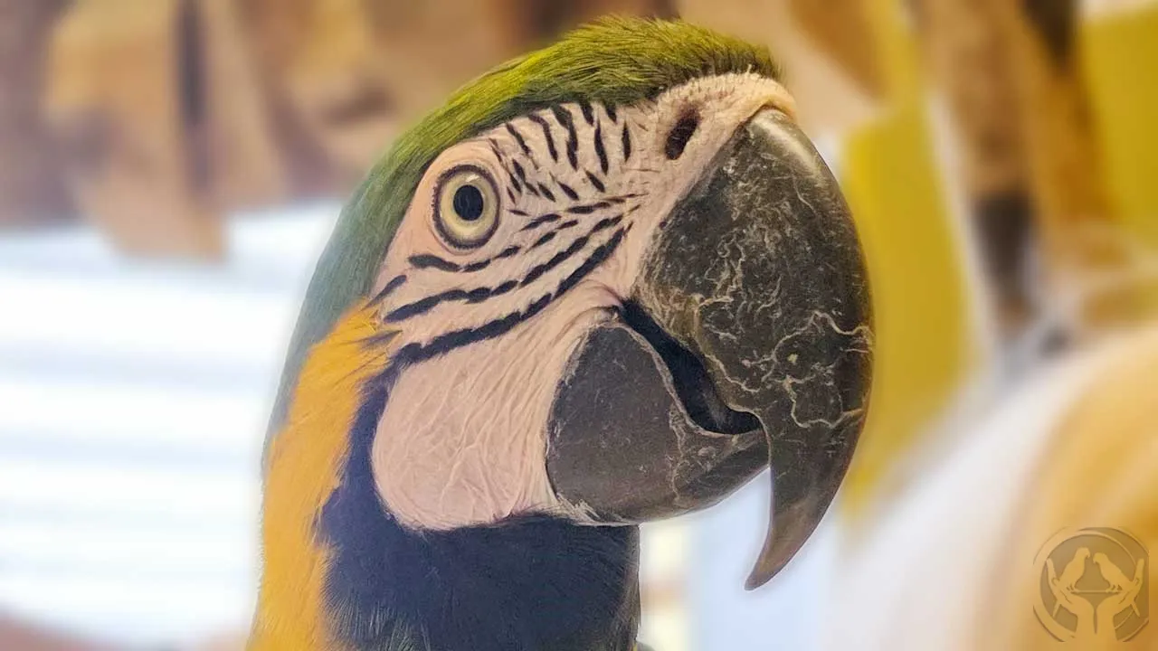 Boba Gelbbrustara (Ara Ararauna) 