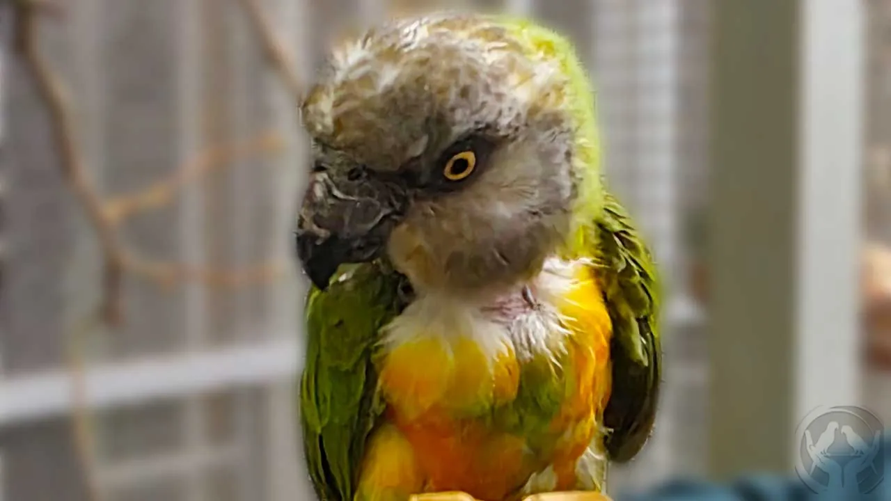 Bobbels Senegalpapagei (Poicephalus senegalus)