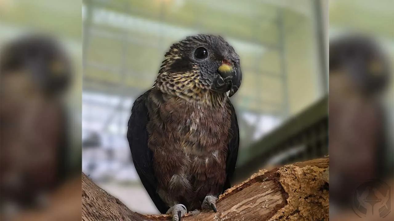 Fienchen Veilchenpapagei (Pionus fuscus)