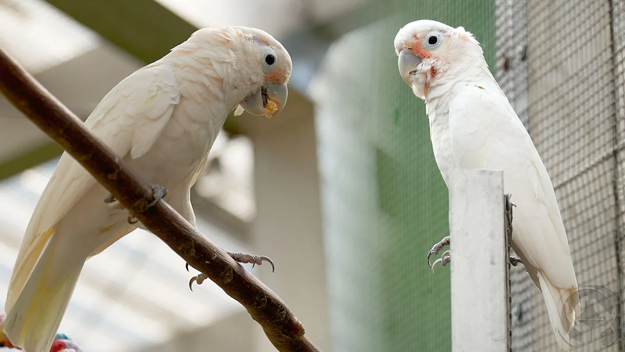 Goffinkakadus Timo und Rico (Cacatua goffiniana)