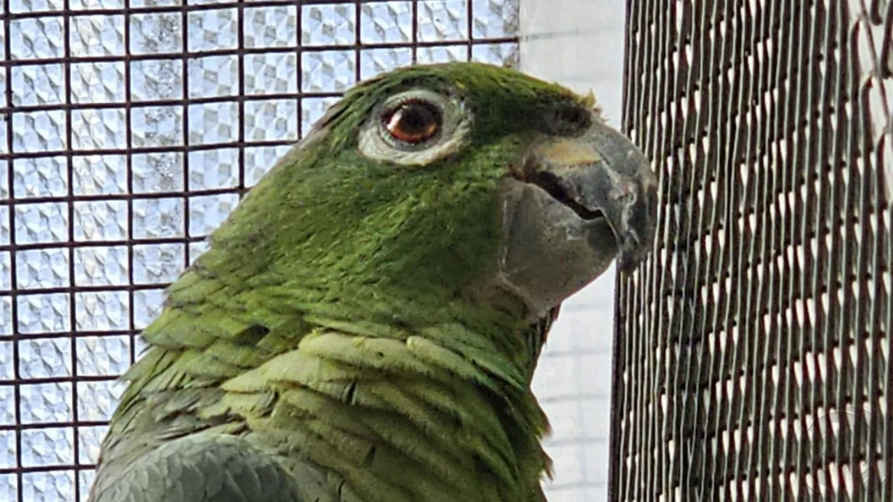  Mülleramazone Greta (Amazona farinosa)