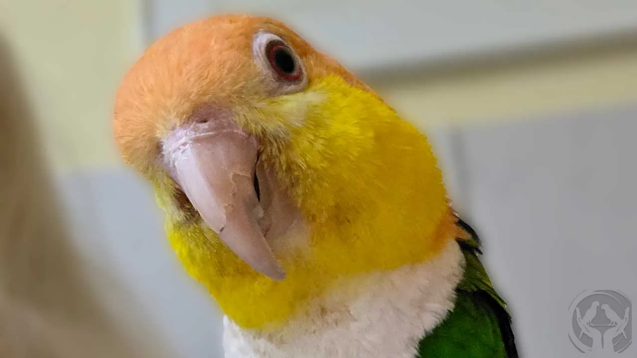 Bonny Rostkappenpapagei (Pionites Leucogaster)