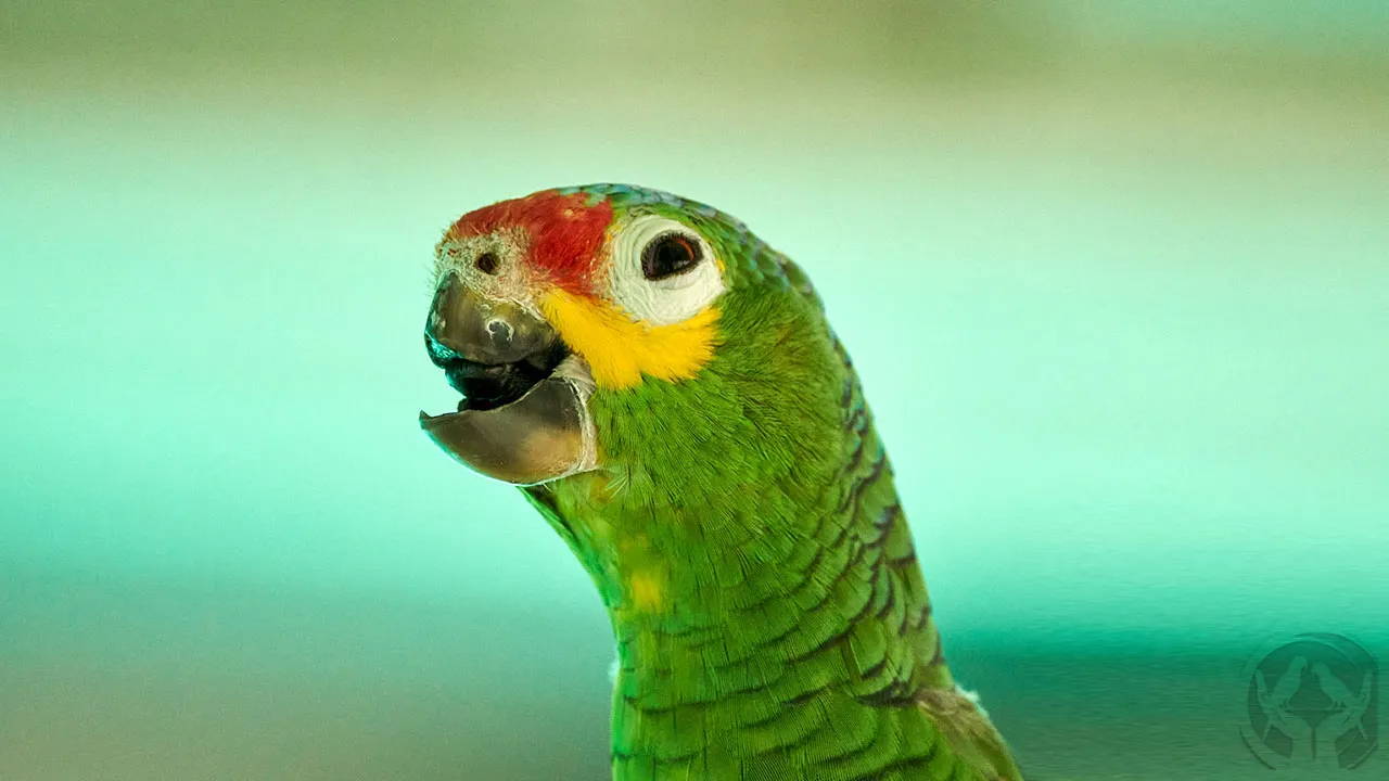 Gelbwangenamazone Schüppchen (Amazona autumnalis)