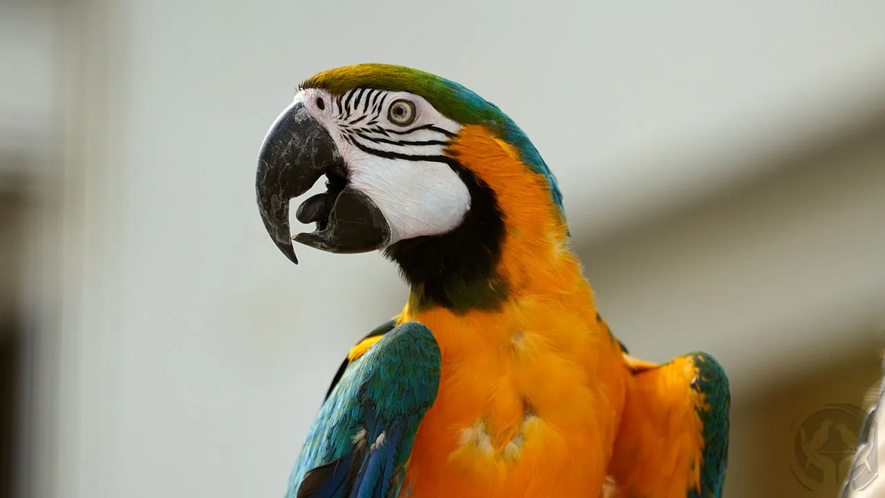 Gelbbrustara Charlie (Ara ararauna)