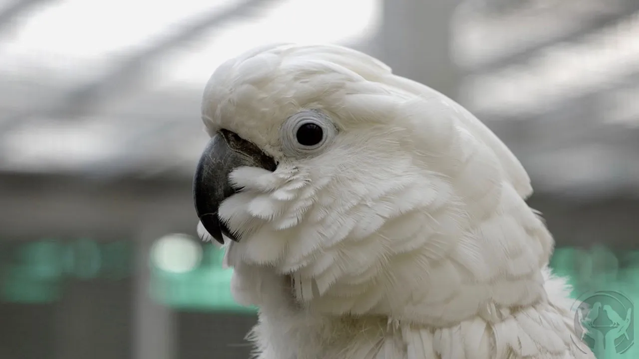 Weißhaubenkakadu Henry (Cacatua alba)