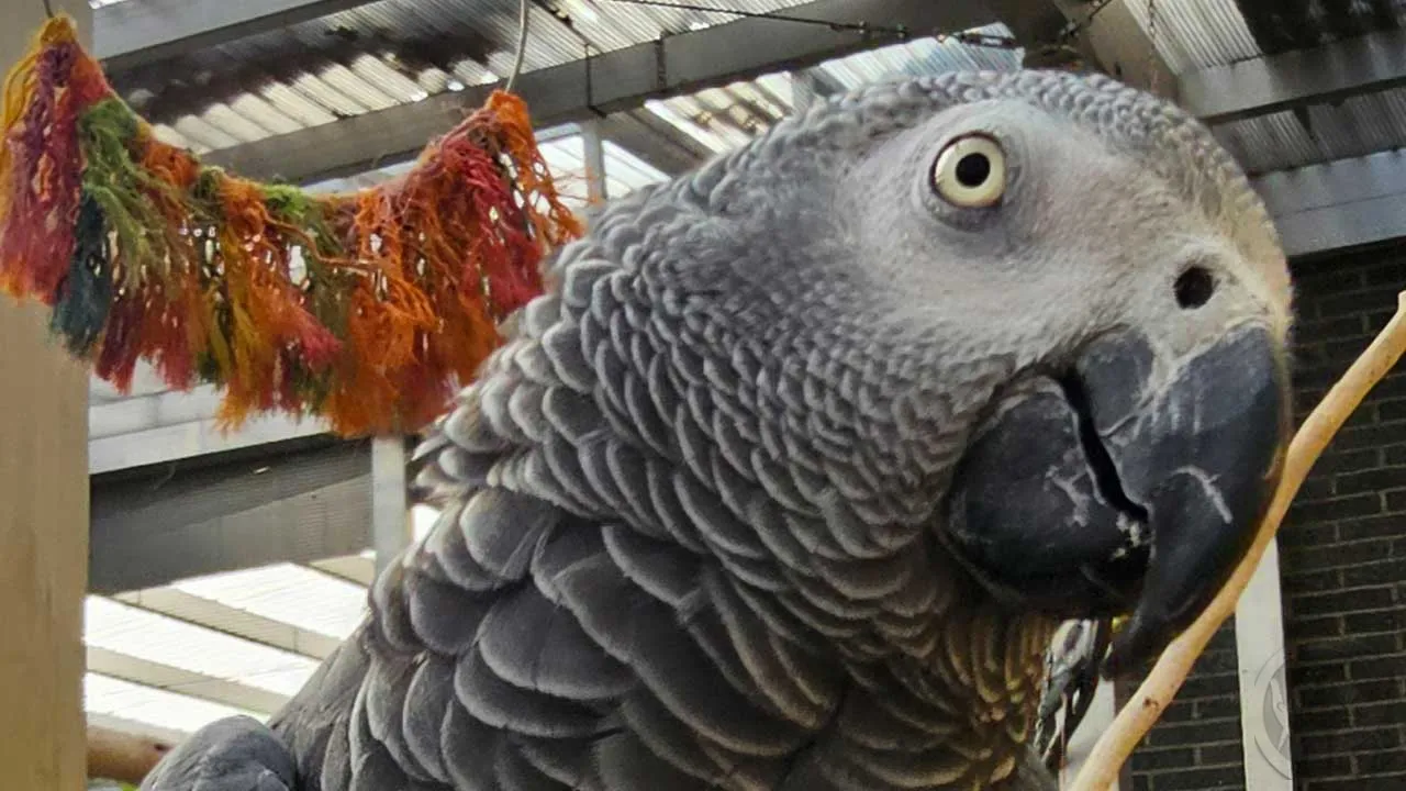 Carlos Gaupapagei (Psittacus erithacus) 