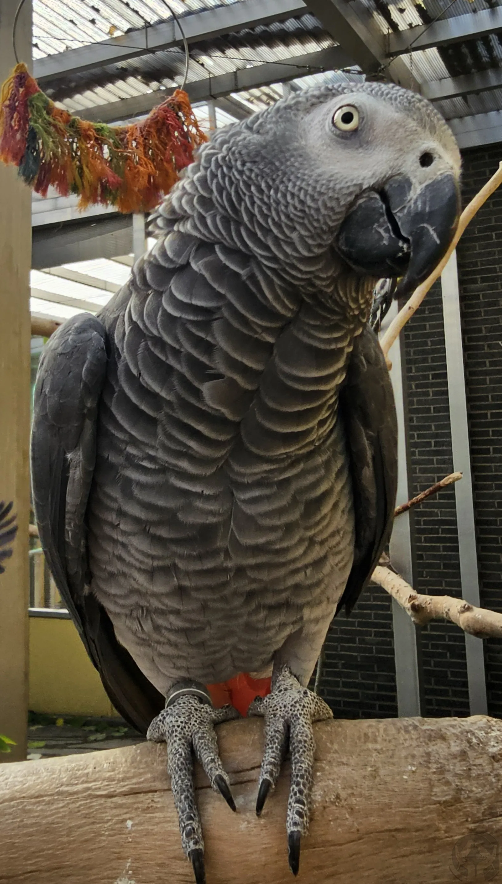 Carlos Gaupapagei (Psittacus erithacus) 