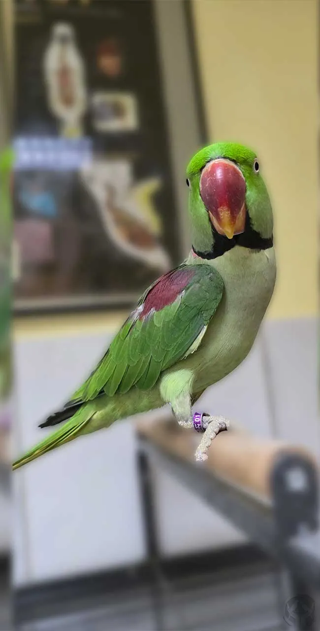 Luis Großer Alexandersittich (Psittacula eupatria)