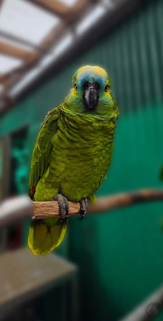 Mumpel Blaustirnamazone (Amazona aestiva)