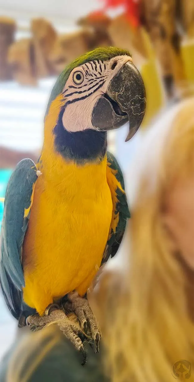 Boba Gelbbrustara (Ara Ararauna) 