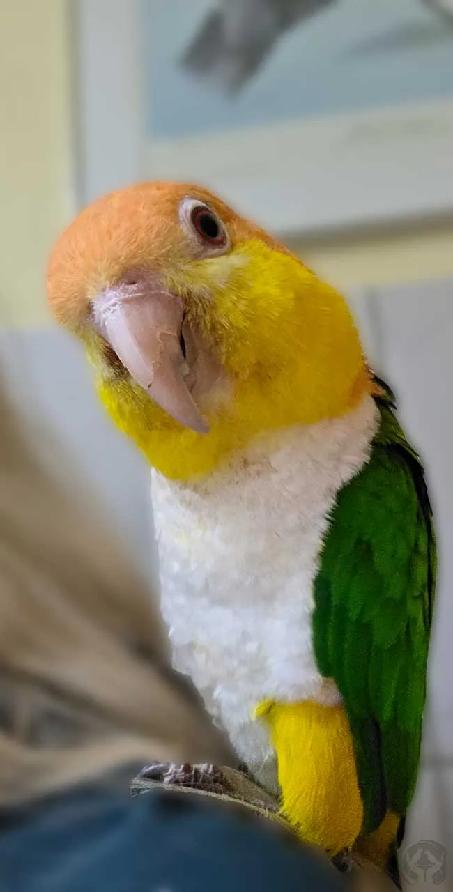Bonny Rostkappenpapagei (Pionites Leucogaster)