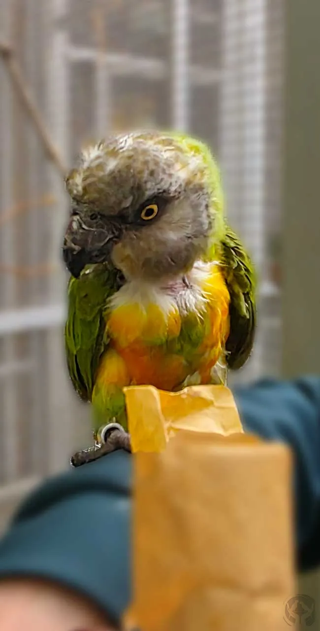 Bobbels Senegalpapagei (Poicephalus senegalus)