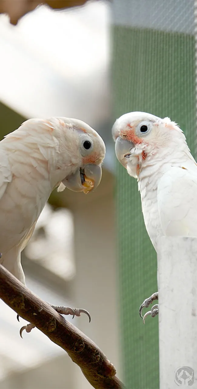 Goffinkakadus Timo und Rico (Cacatua goffiniana)