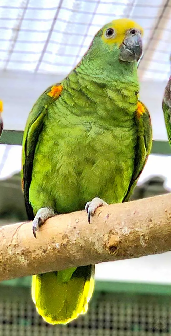 Hybridamazone „Mäuschen“