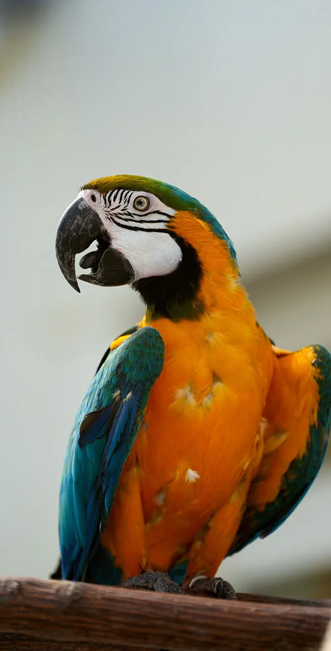 Gelbbrustara Charlie (Ara ararauna)