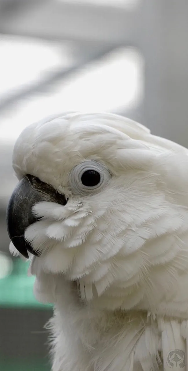 Weißhaubenkakadu Henry (Cacatua alba)