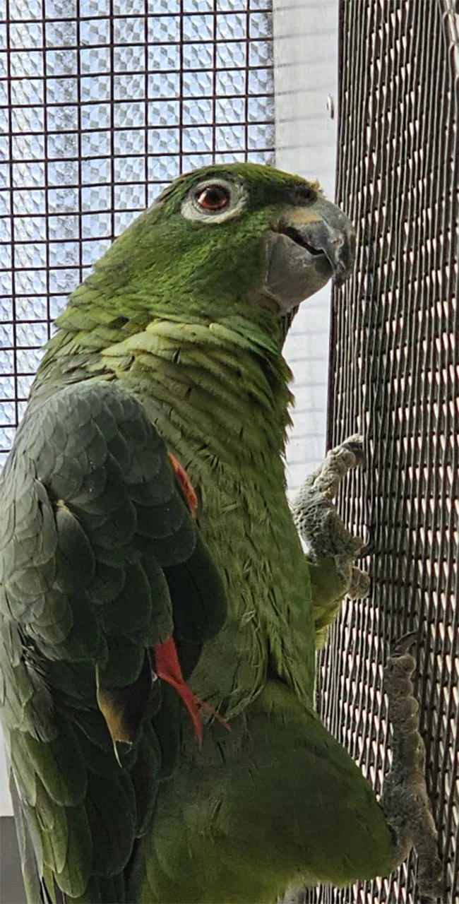 Mülleramazone Greta (Amazona farinosa)