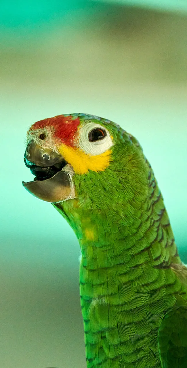 Gelbwangenamazone Schüppchen (Amazona autumnalis)