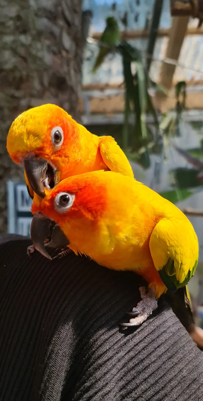 Sonnensittiche Kalle und Freddi...