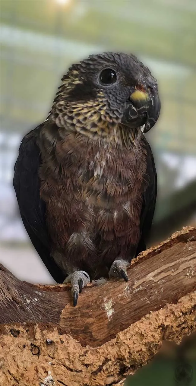 Fienchen Veilchenpapagei (Pionus fuscus)